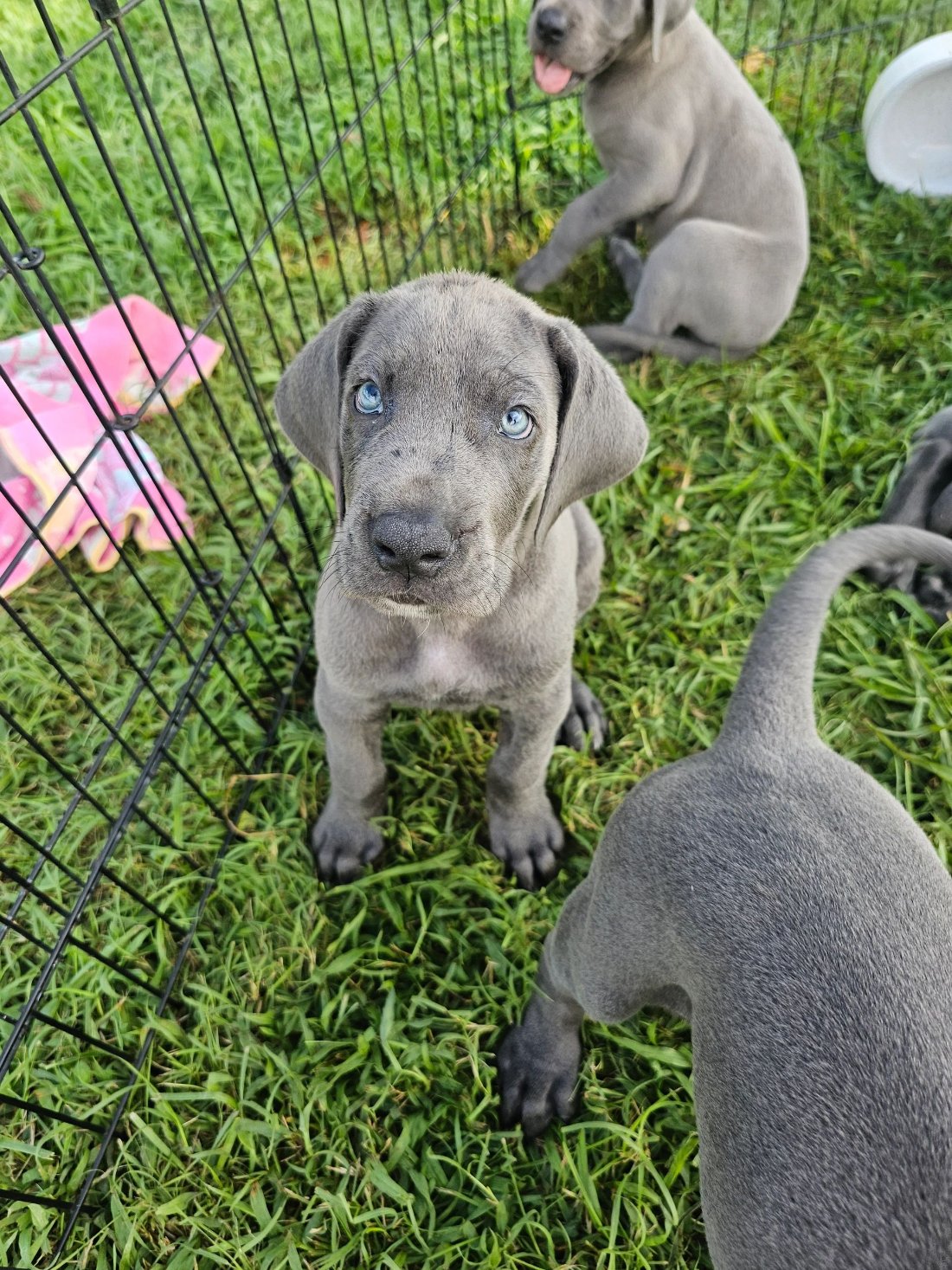 Blue-eyed puppy in the grass