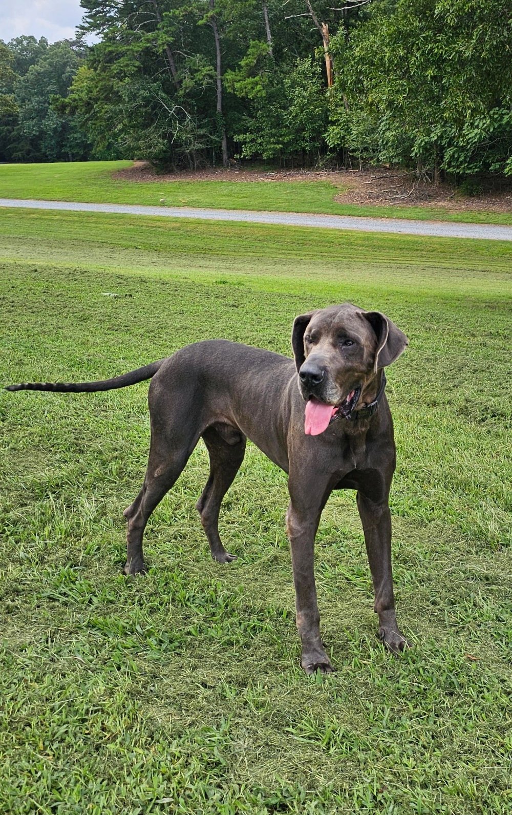 Duke standing in the pasture