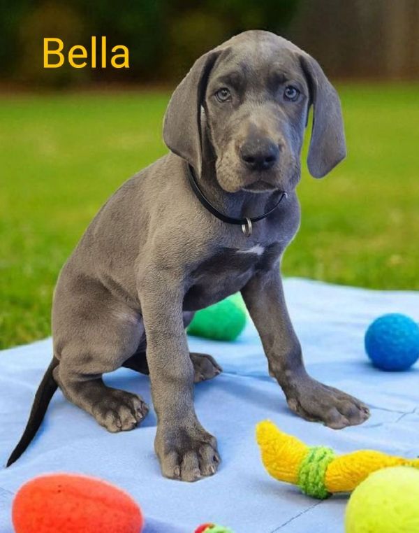 Bella, blue Great Dane puppy
