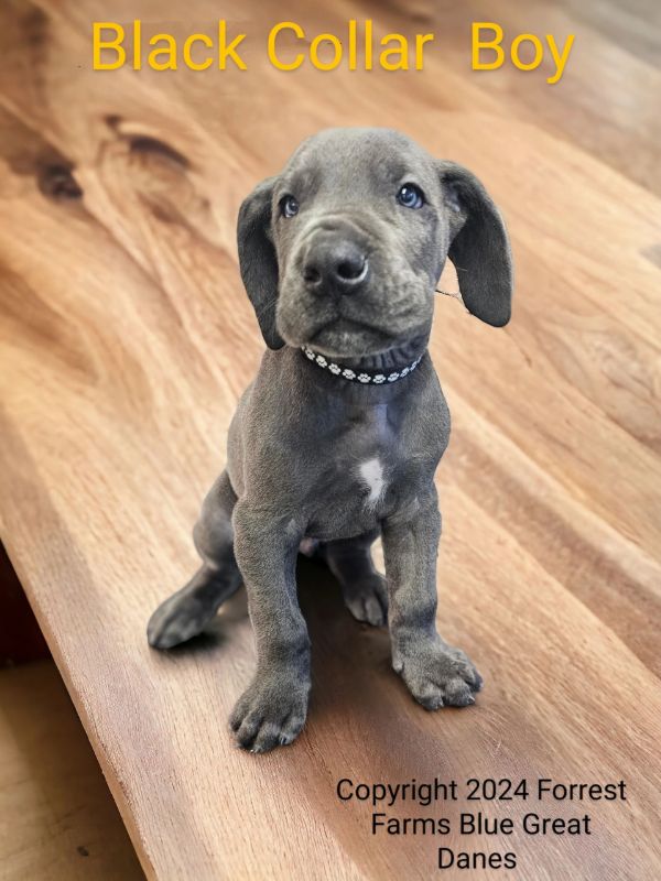 Black collar boy, blue Great Dane puppy