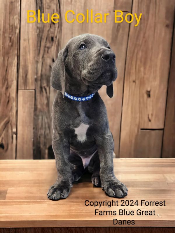 Blue collar boy, blue Great Dane puppy