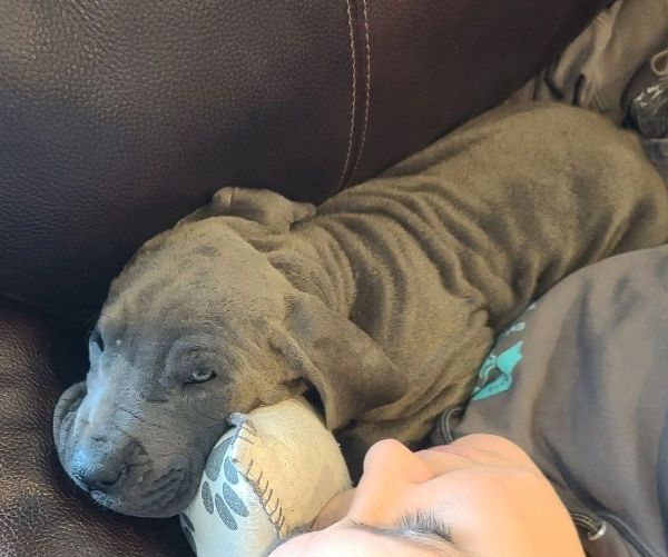 Blue Great Dane puppy