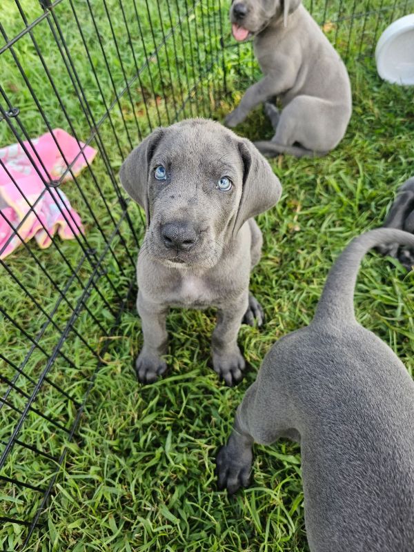 Blue-eyed Great Dane puppy in the grass