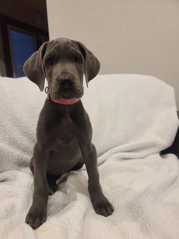 Dark pink collar pup, blue Great Dane puppy