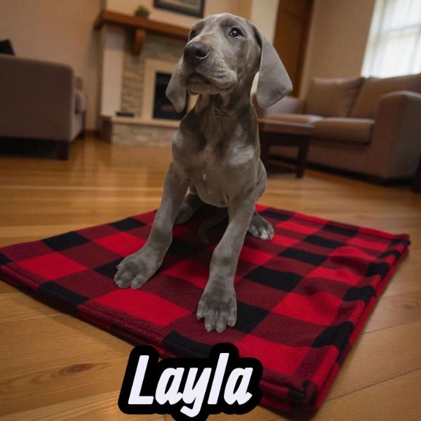 Layla, blue Great Dane puppy