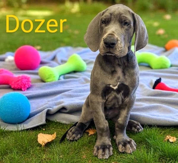 Blue Great Dane puppy