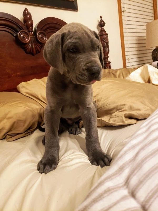 Blue Great Dane puppy