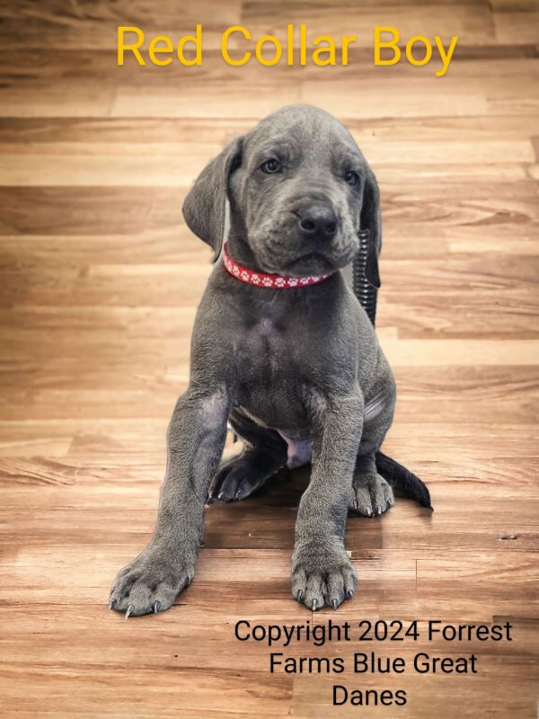 Red collar boy, blue Great Dane puppy