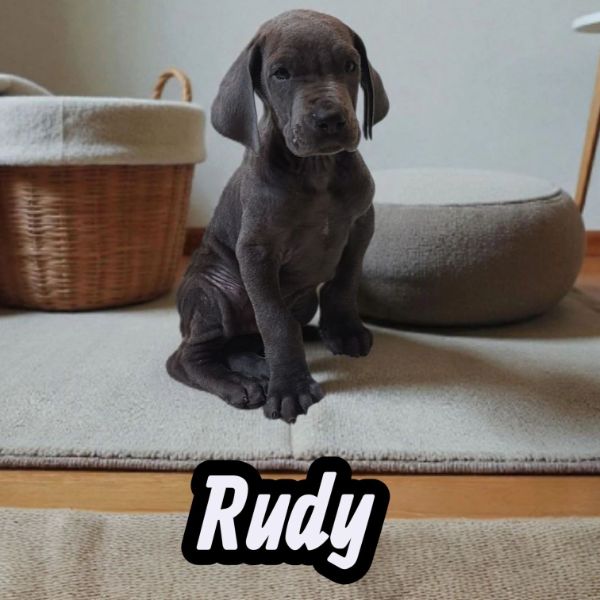 Rudy, blue Great Dane puppy