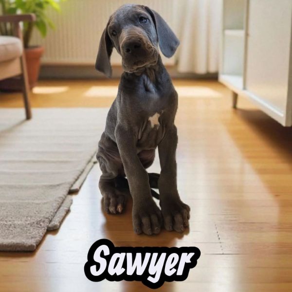 Sawyer, blue Great Dane puppy
