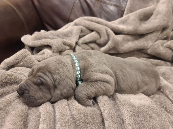Newborn blue Dane puppy asleep on a blanket