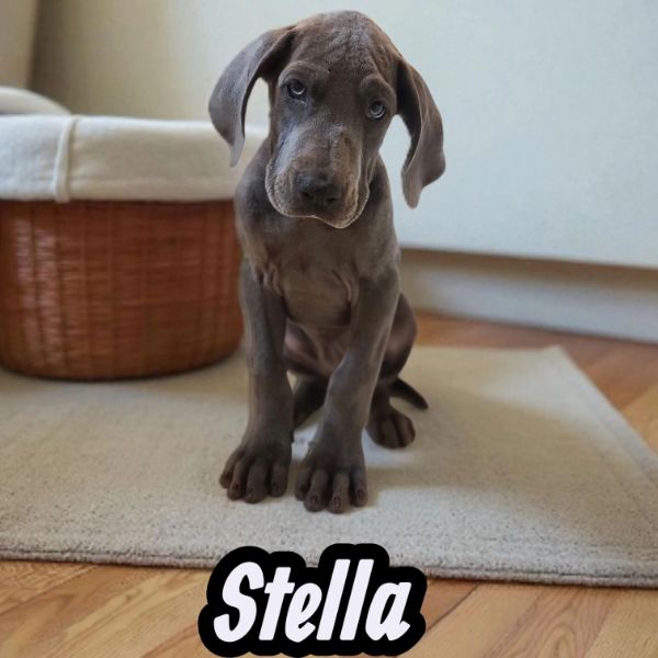 Stella, blue Great Dane puppy