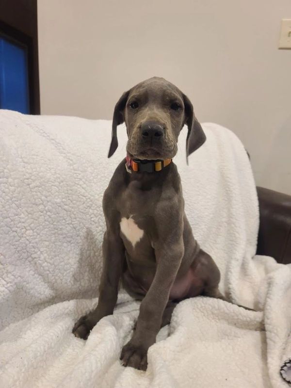Sunburst collar pup, blue Great Dane puppy