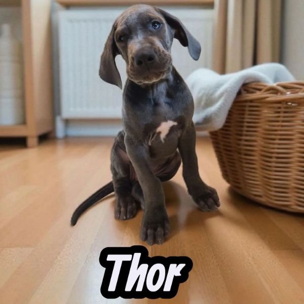 Thor, blue Great Dane puppy