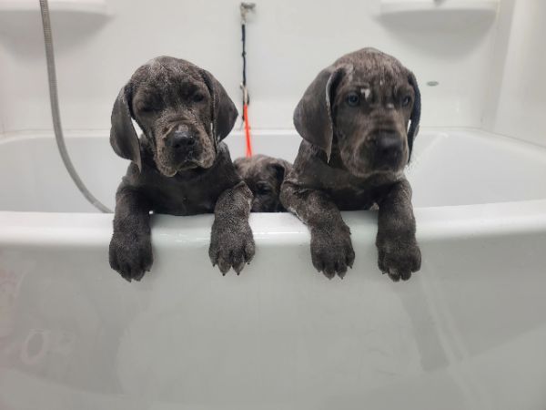 Two blue Dane puppies peeking over a bathtub