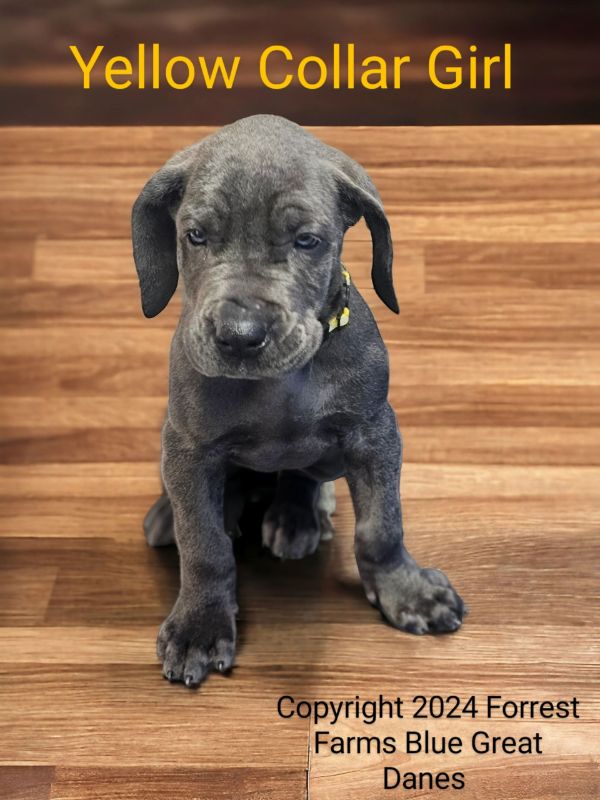 Yellow collar girl, blue Great Dane puppy