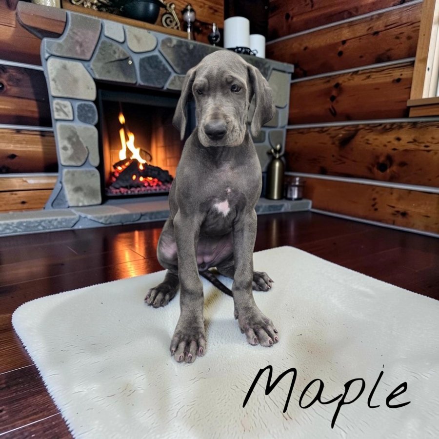 Maple, blue Great Dane puppy