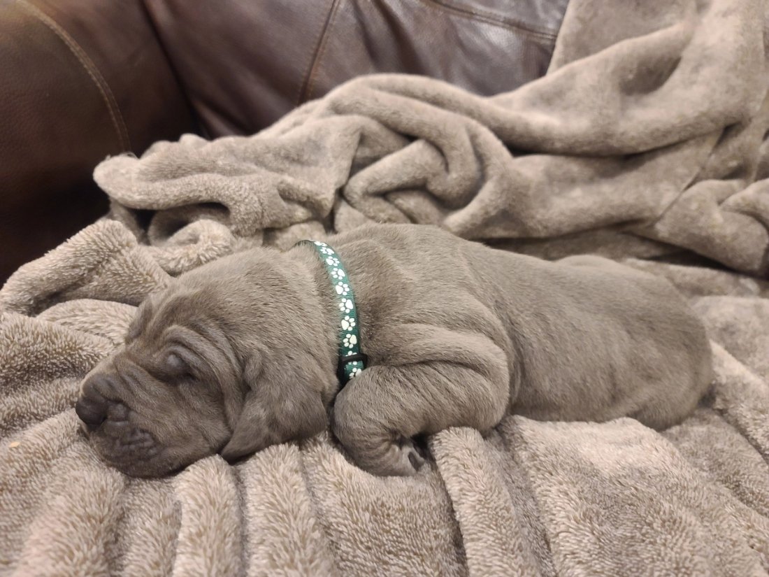 Newborn puppy asleep on a blanket