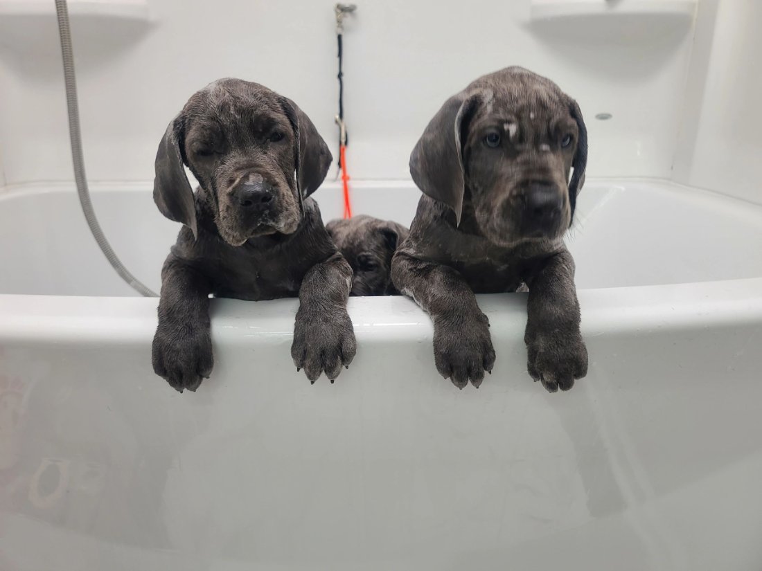 Two blue Dane puppies peeking over a bathtub