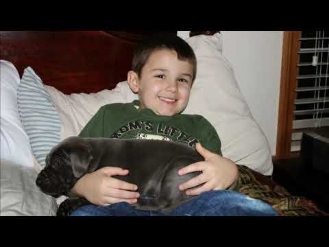 A boy holding a sleeping blue Dane puppy