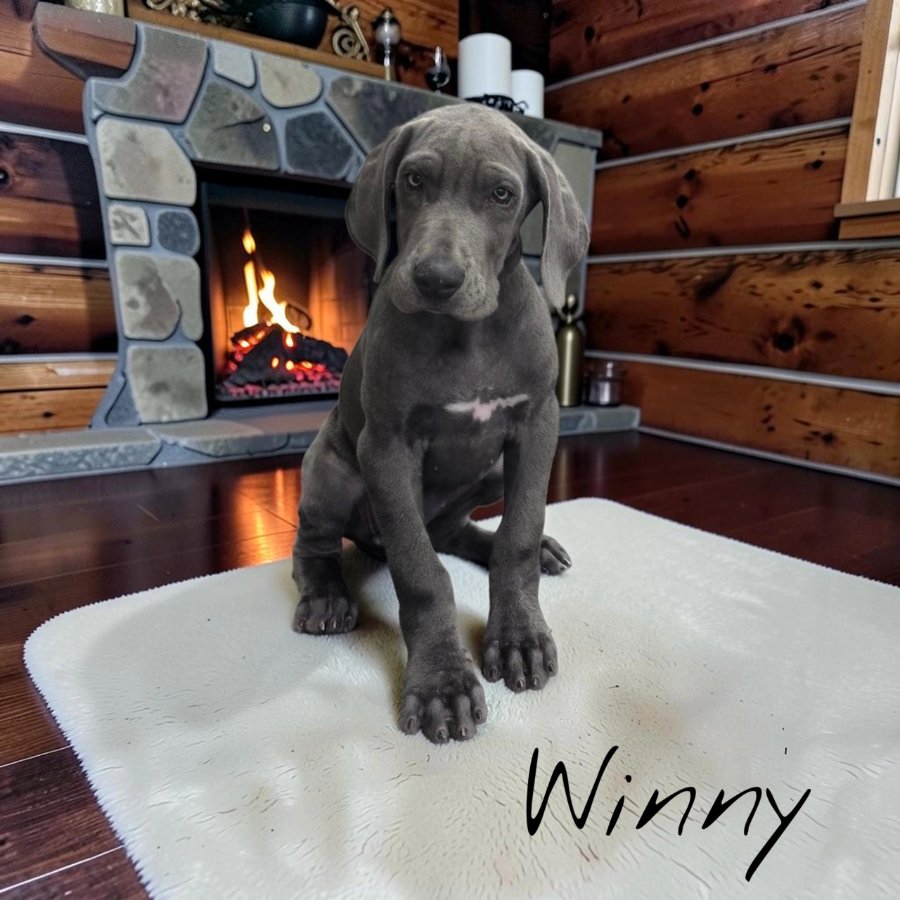 Winny, blue Great Dane puppy
